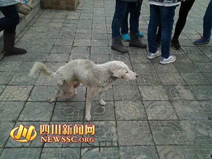 郫县网友爆料事件最新,最新事件引发热议,真相究竟如何? 第3张 郫县网友爆料事件最新,最新事件引发热议,真相究竟如何? 第3张