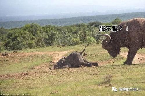 水牛配方爆料视频播放,爆款视频背后的播放奇迹 第3张 水牛配方爆料视频播放,爆款视频背后的播放奇迹 第3张